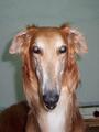 photos/kindza/2003-08/TN_090803_Z_dr Goodness_BorZoi.jpg
